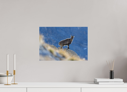Bouquetin / Ibex