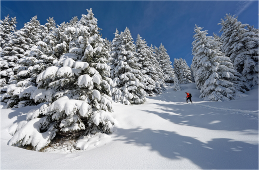 Hiver / Winter