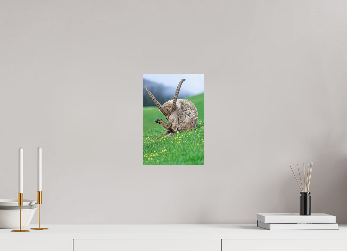Bouquetin / Ibex