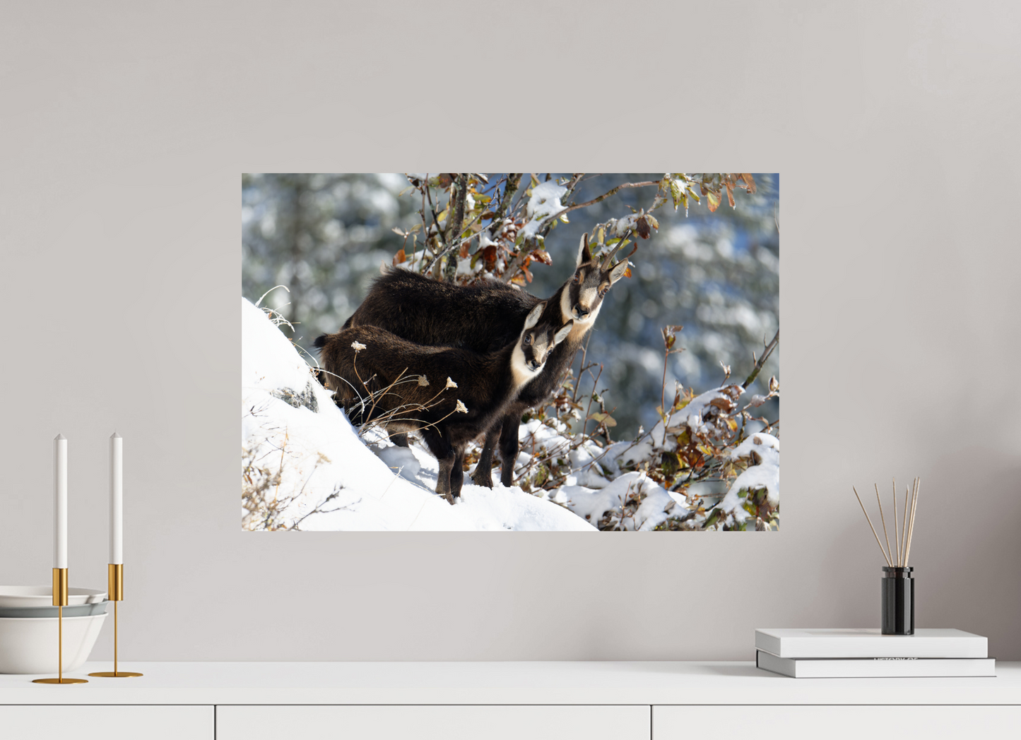 Chamois