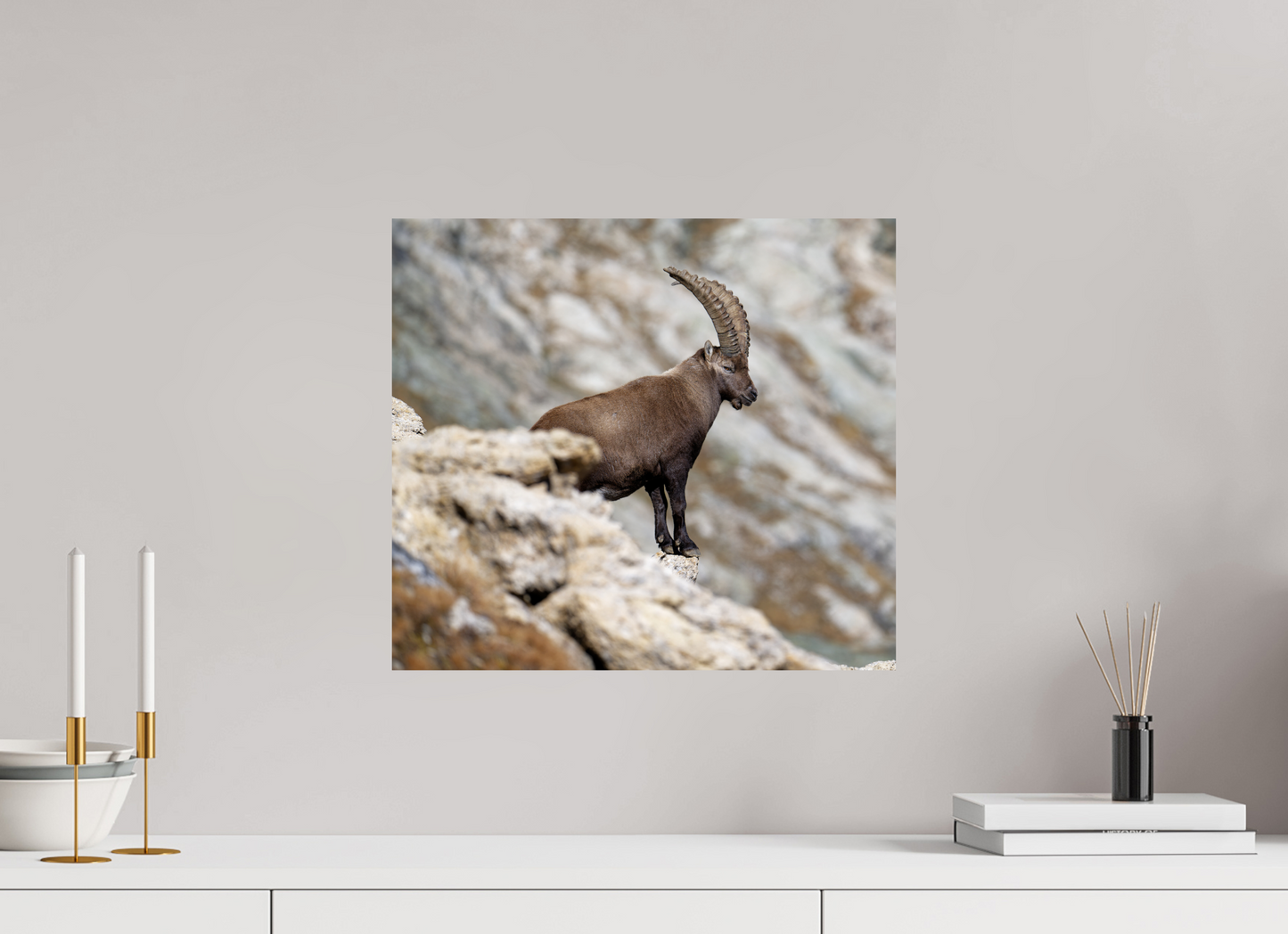 Bouquetin / Ibex