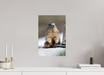 Marmotte / Groundhog