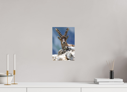 Bouquetin / Ibex