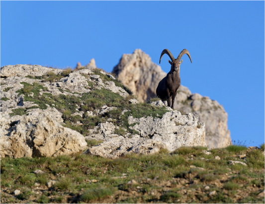 Bouquetin / Ibex