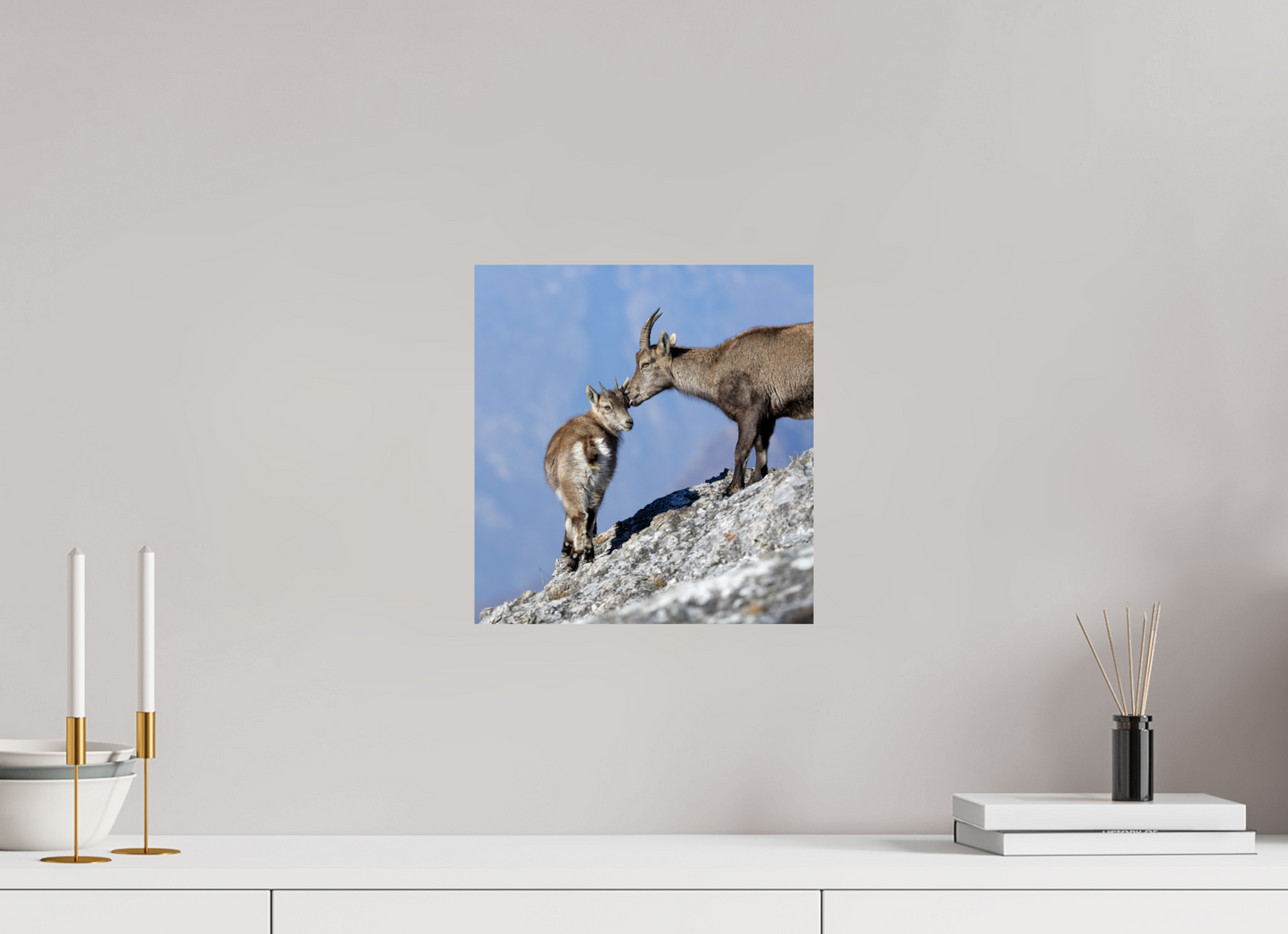 Bouquetin / Ibex