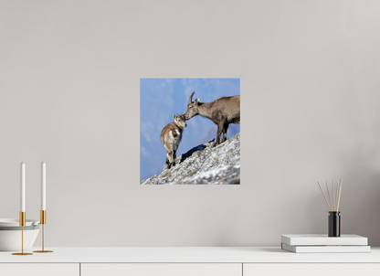 Bouquetin / Ibex