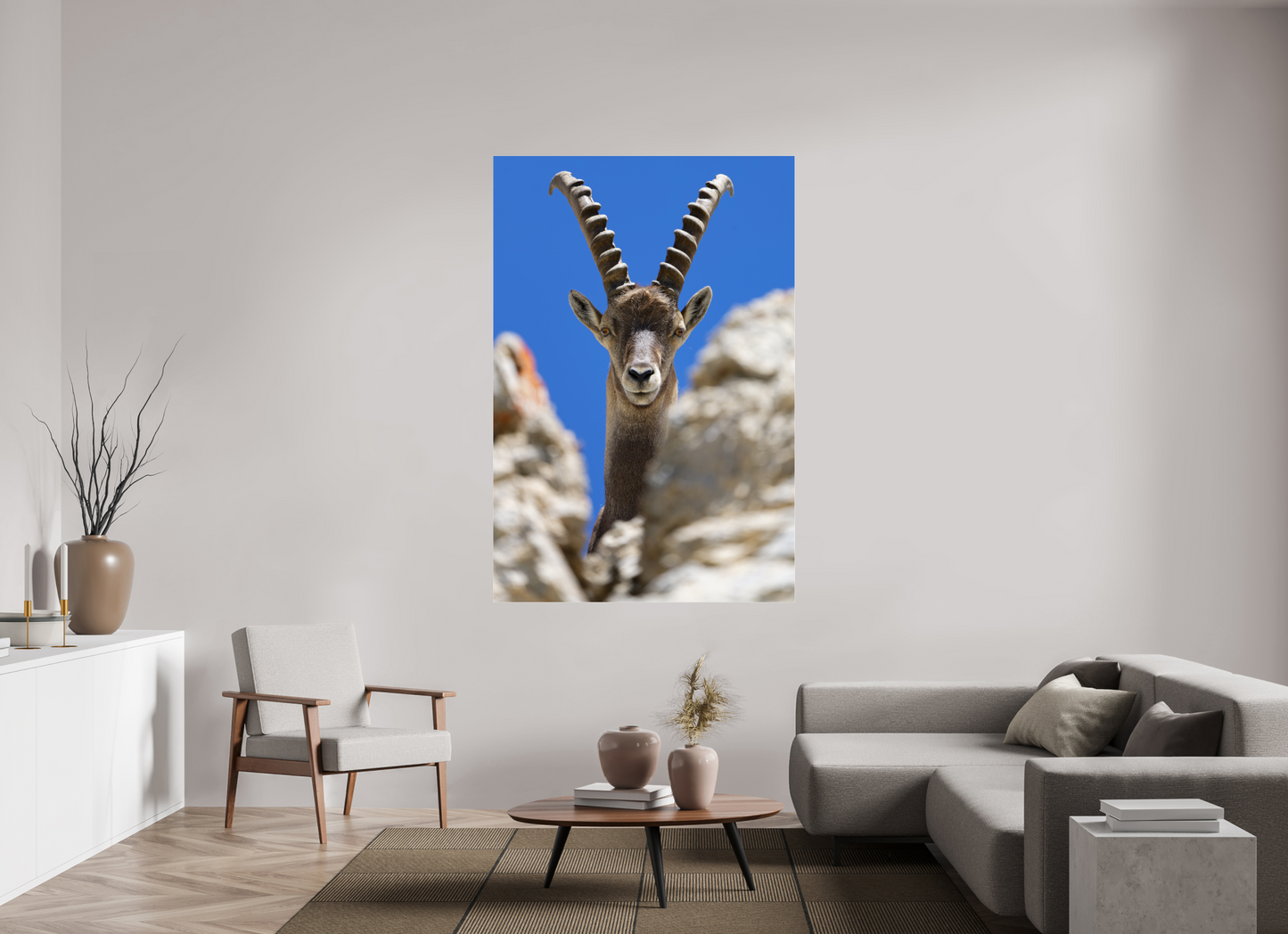 Bouquetin / Ibex