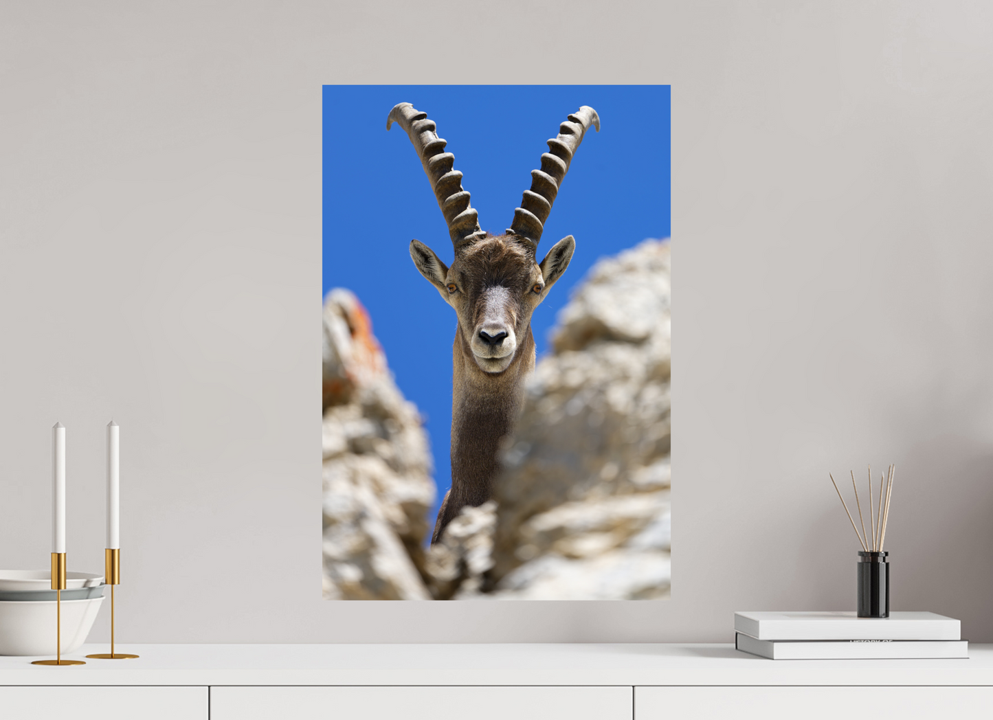 Bouquetin / Ibex