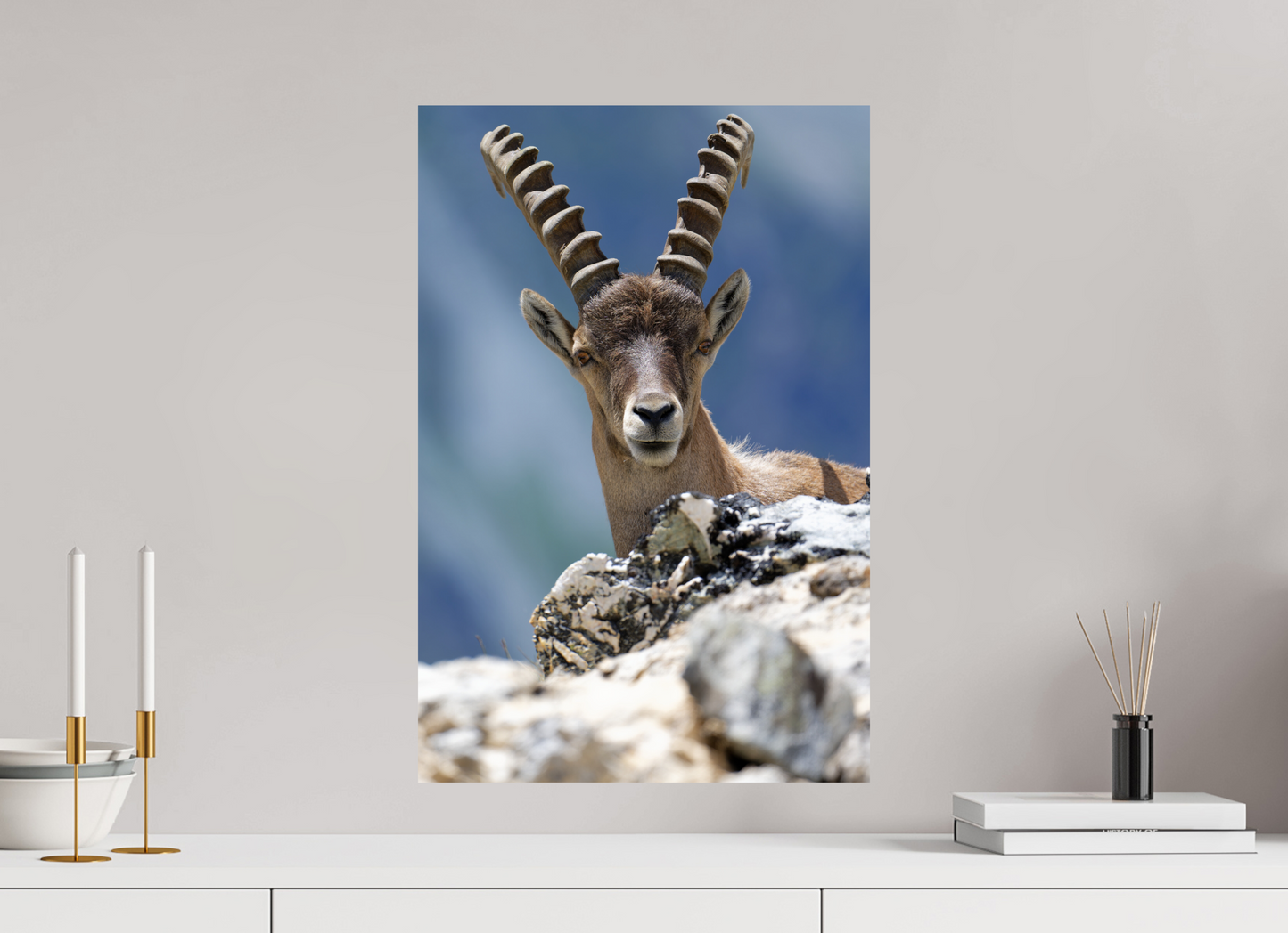 Bouquetin / Ibex