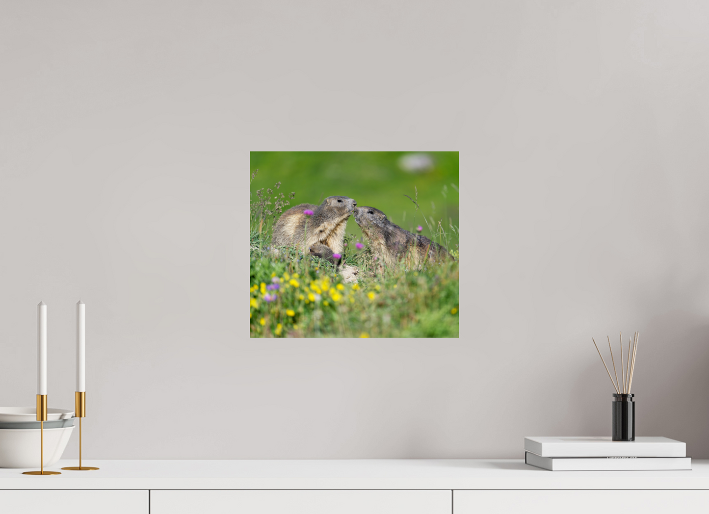Marmotte / Groundhog