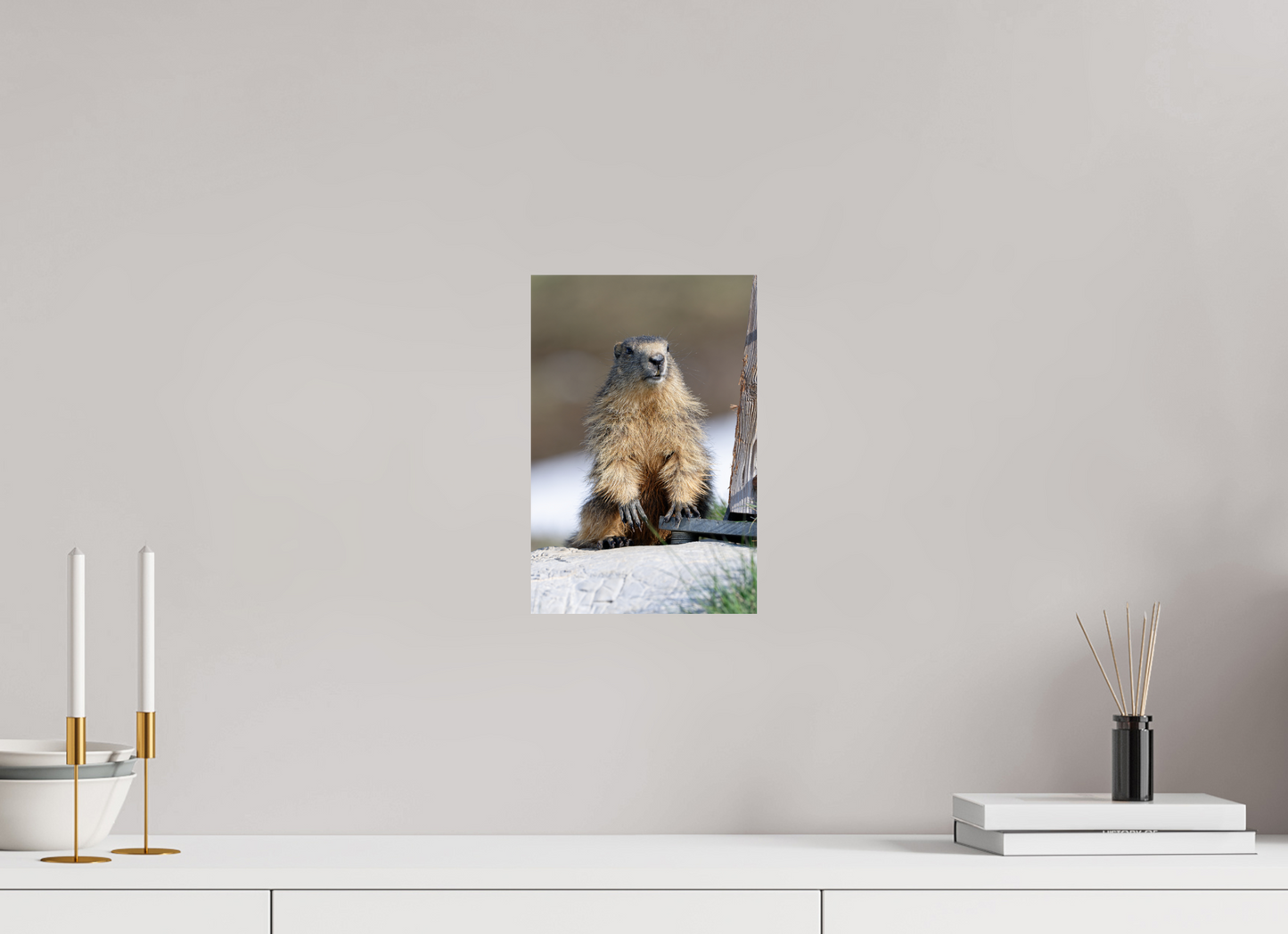 Marmotte / Groundhog