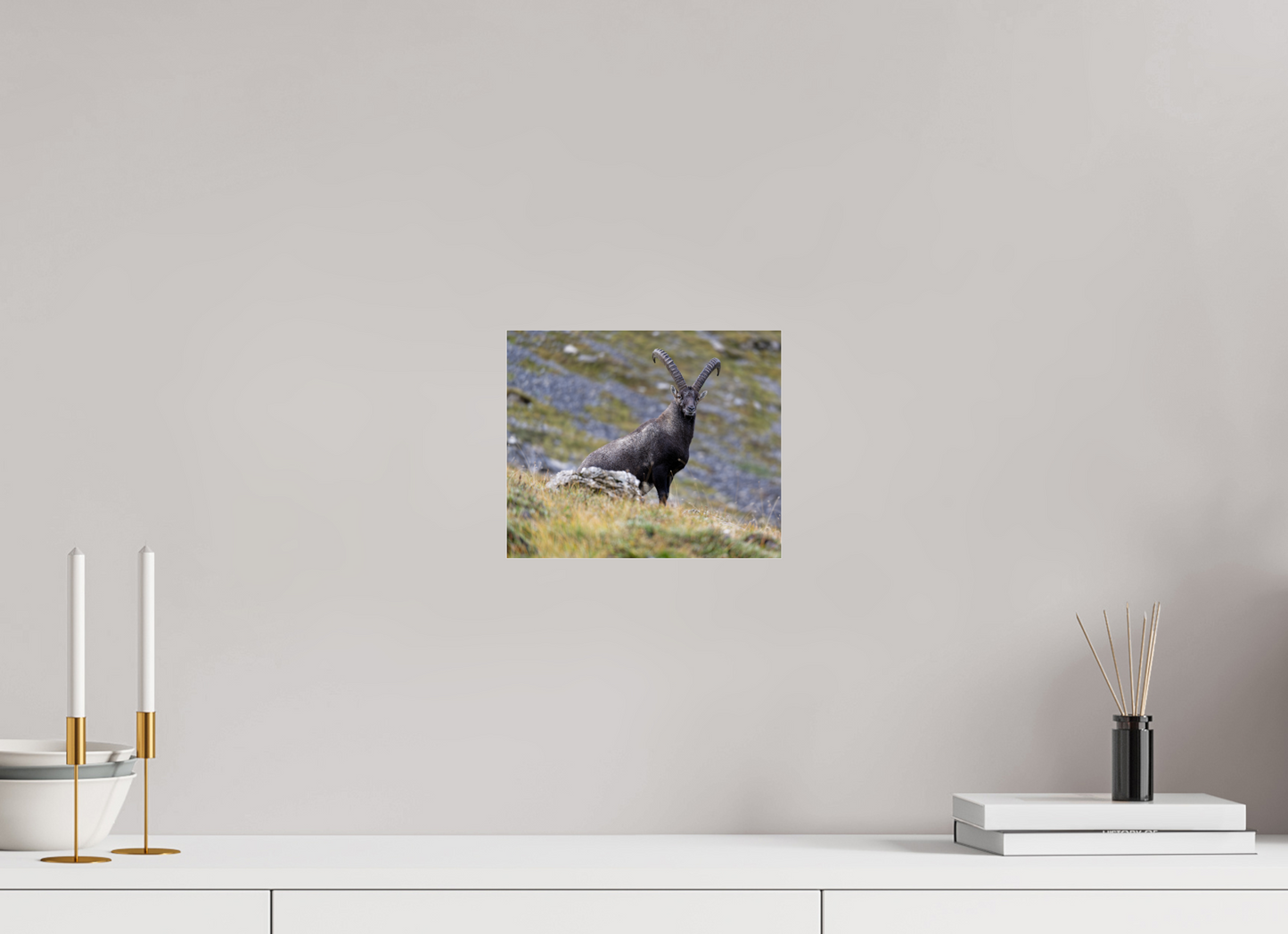 Bouquetin / Ibex
