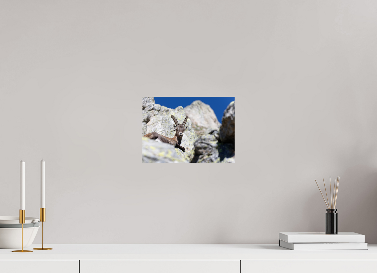 Bouquetin / Ibex