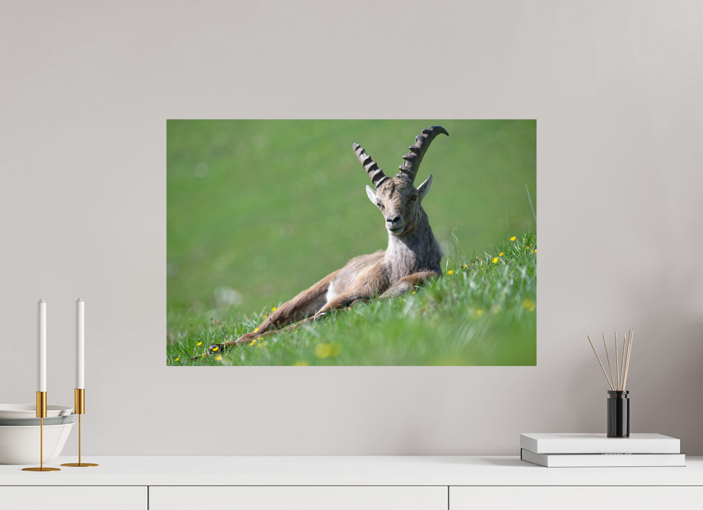 Bouquetin / Ibex