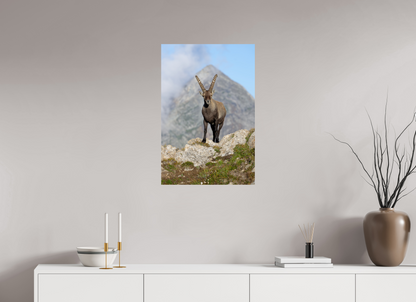 Bouquetin / Ibex