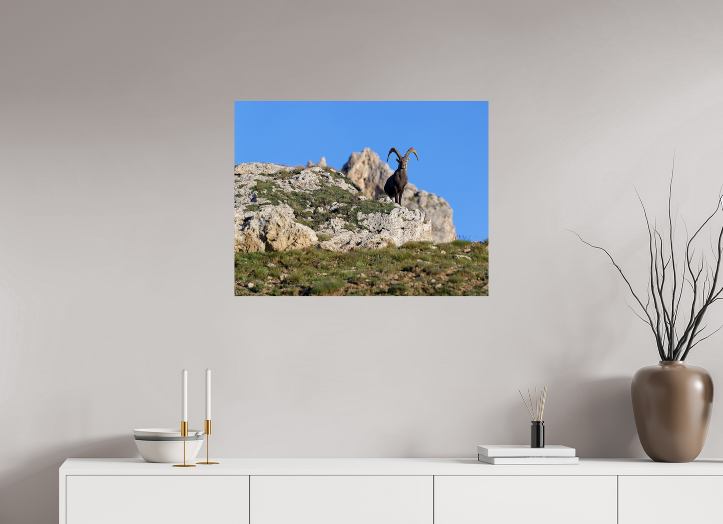 Bouquetin / Ibex