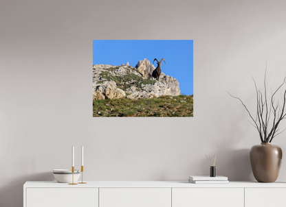 Bouquetin / Ibex