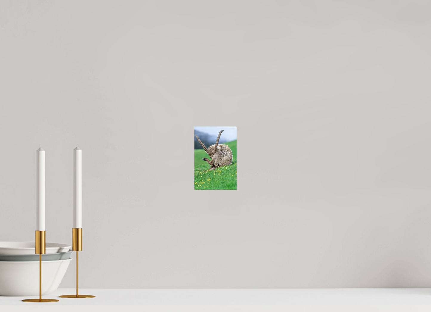 Bouquetin / Ibex