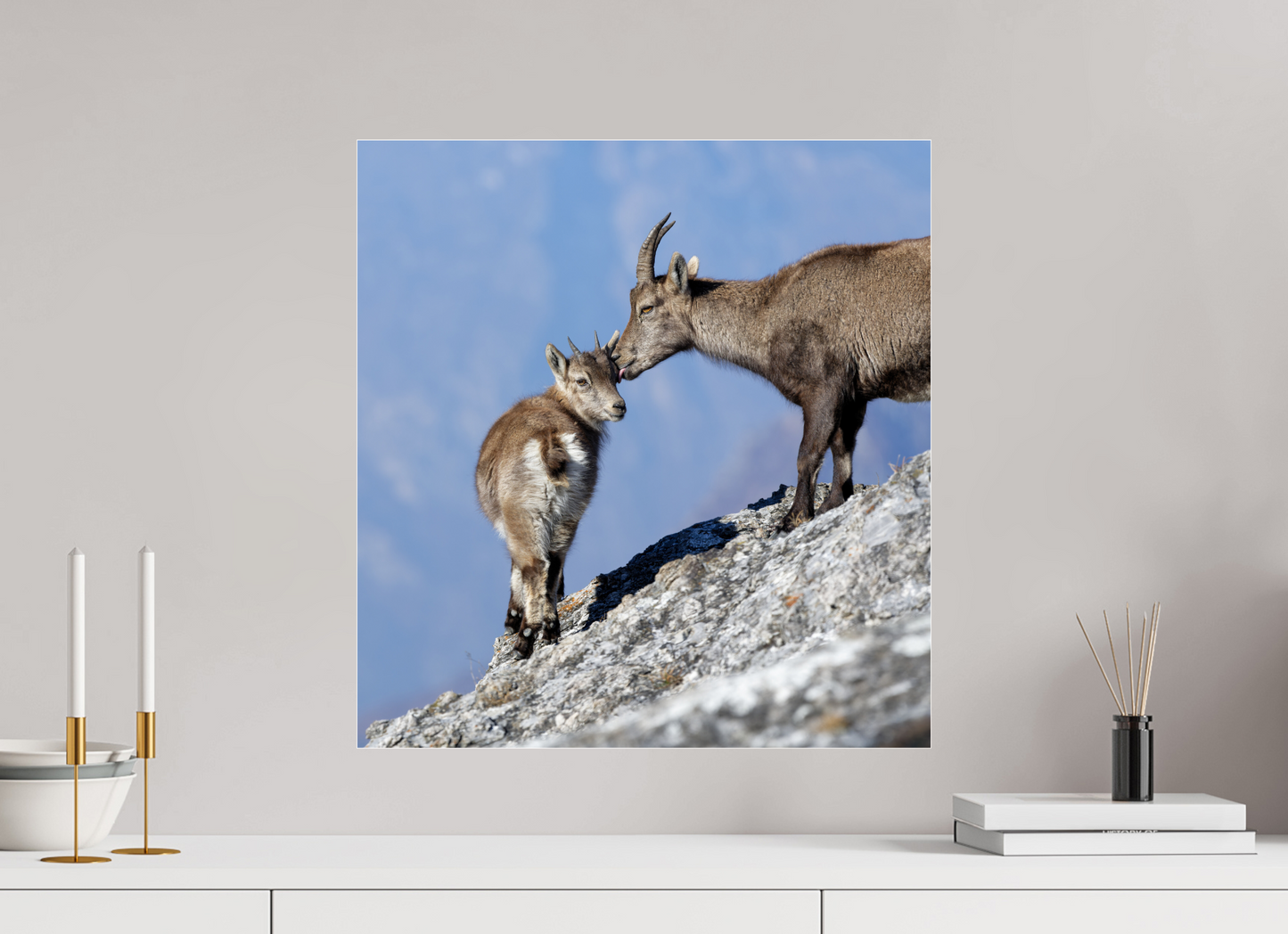 Bouquetin / Ibex