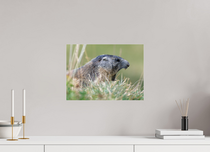 Marmotte / Groundhog