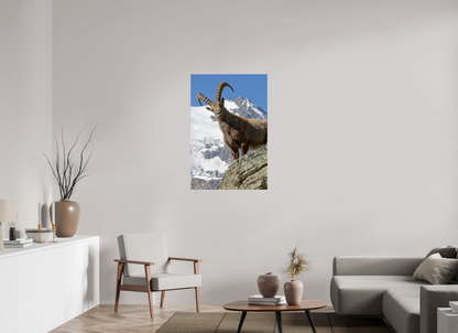Bouquetin / Ibex