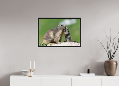 Marmotte / Groundhog