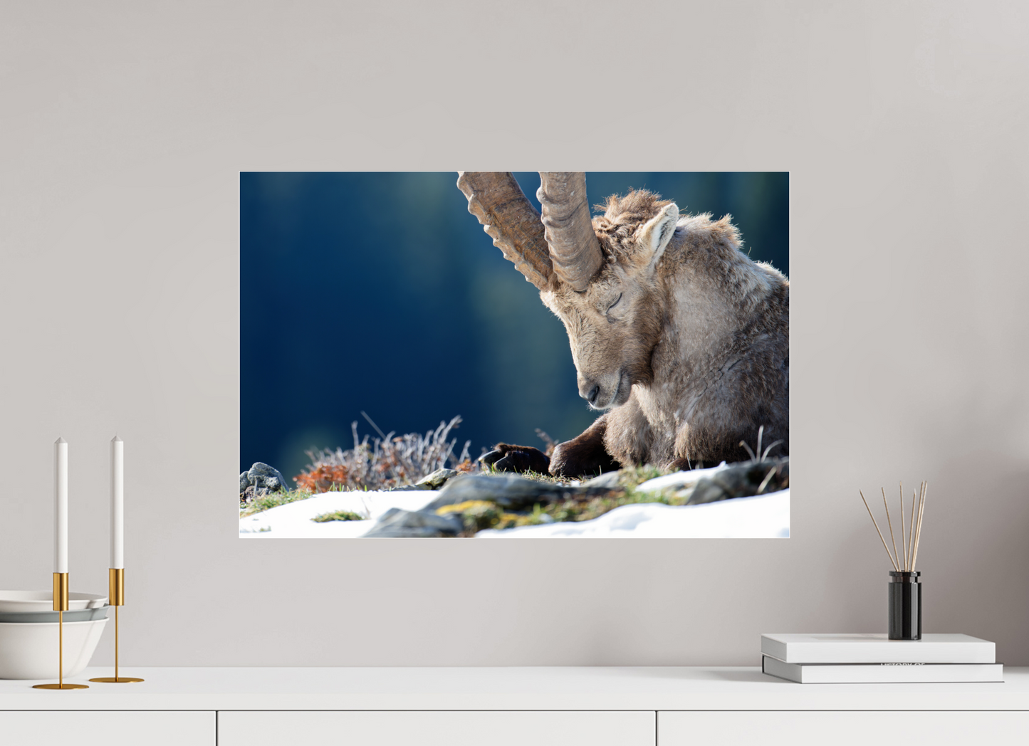 Bouquetin / Ibex