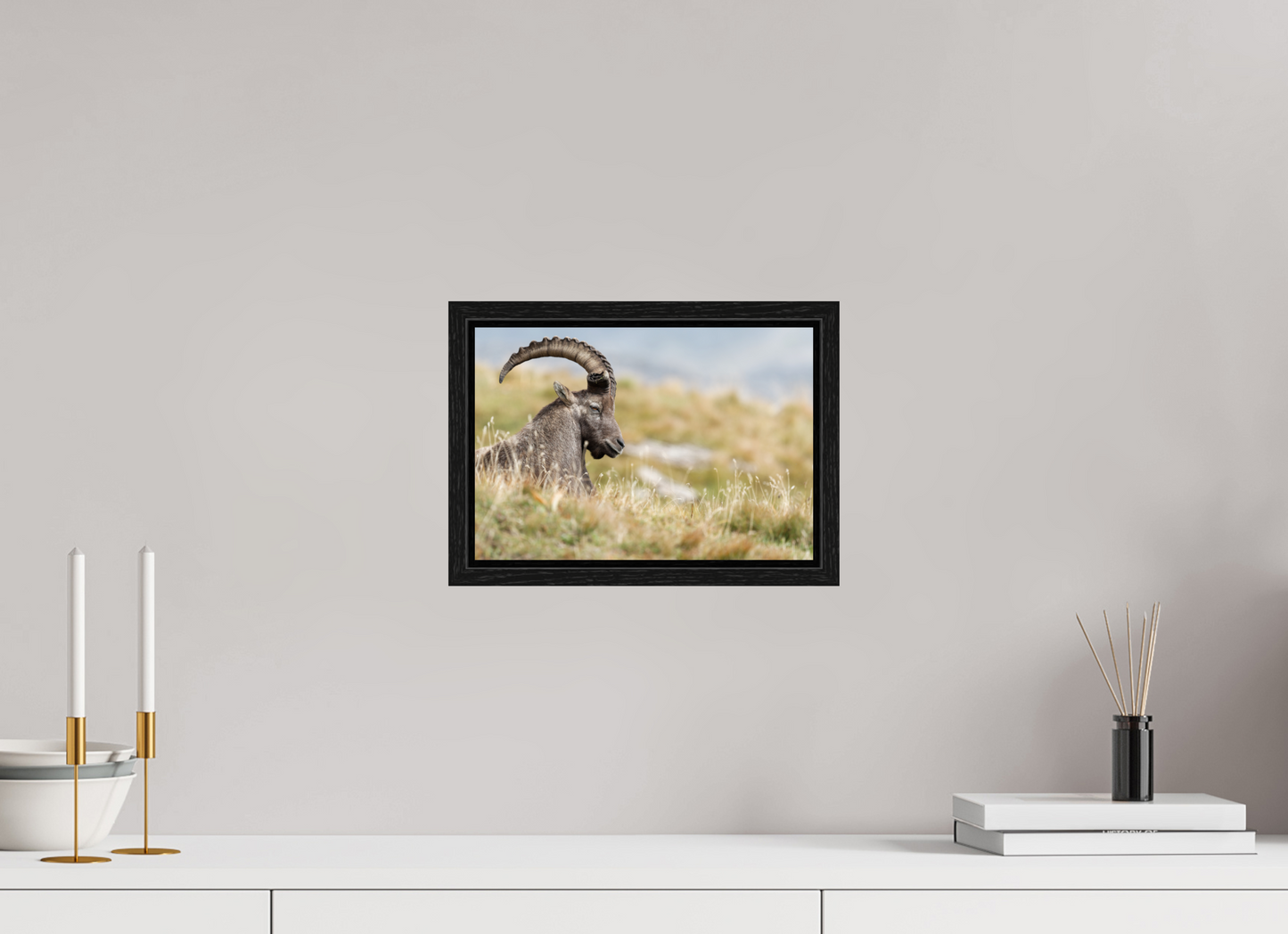 Bouquetin / Ibex