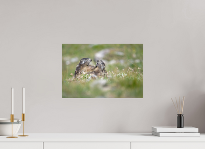 Marmotte / Groundhog