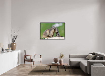 Marmotte / Groundhog