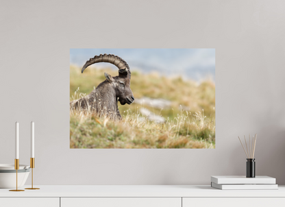 Bouquetin / Ibex