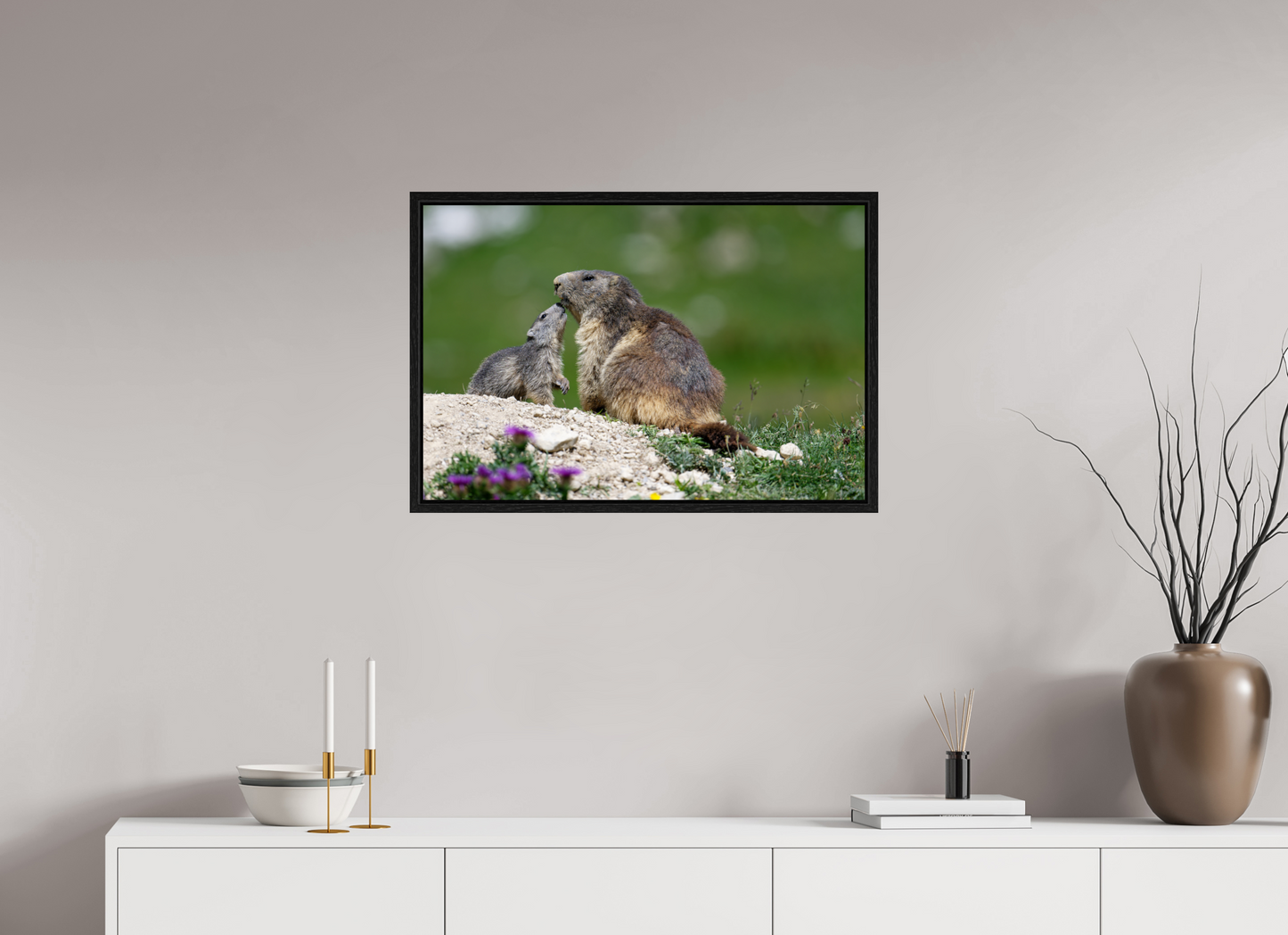 Marmotte / Groundhog