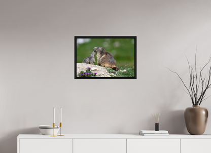 Marmotte / Groundhog