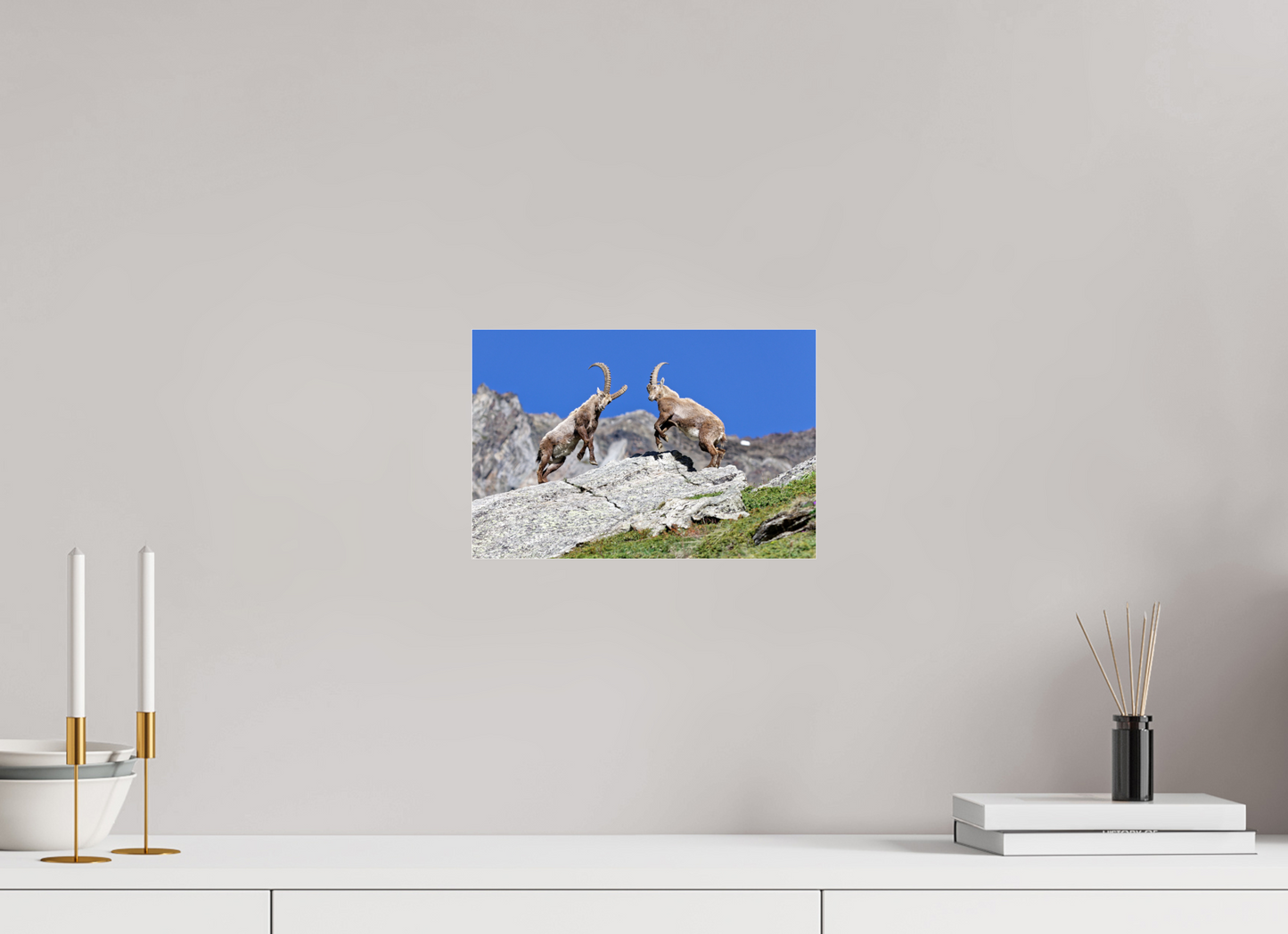 Bouquetin / Ibex