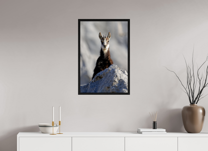 Chamois