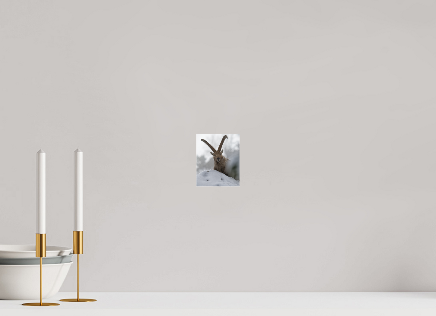 Bouquetin / Ibex