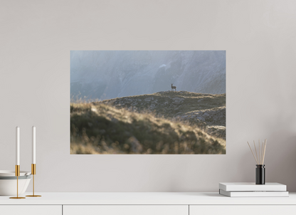 Bouquetin / Ibex