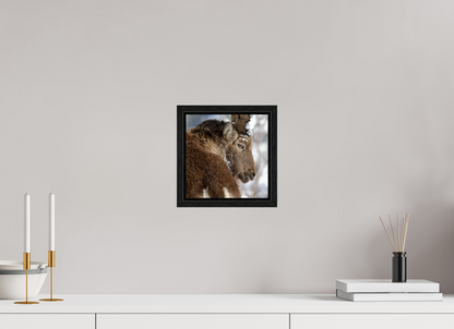 Bouquetin / Ibex