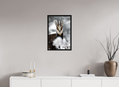 Chamois