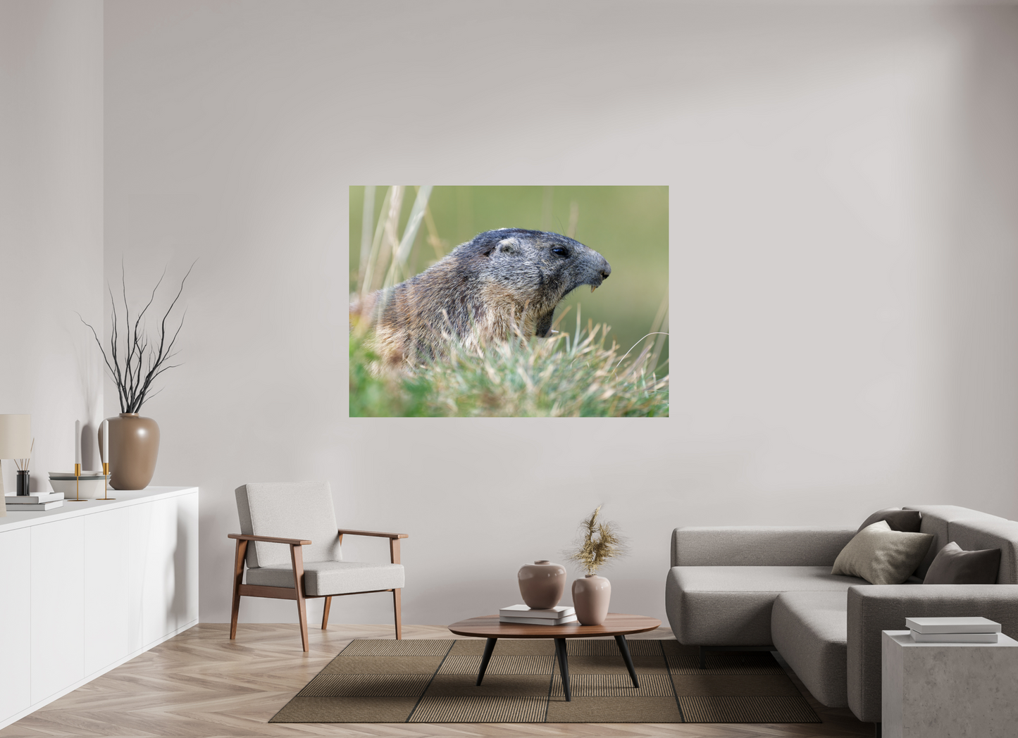 Marmotte / Groundhog