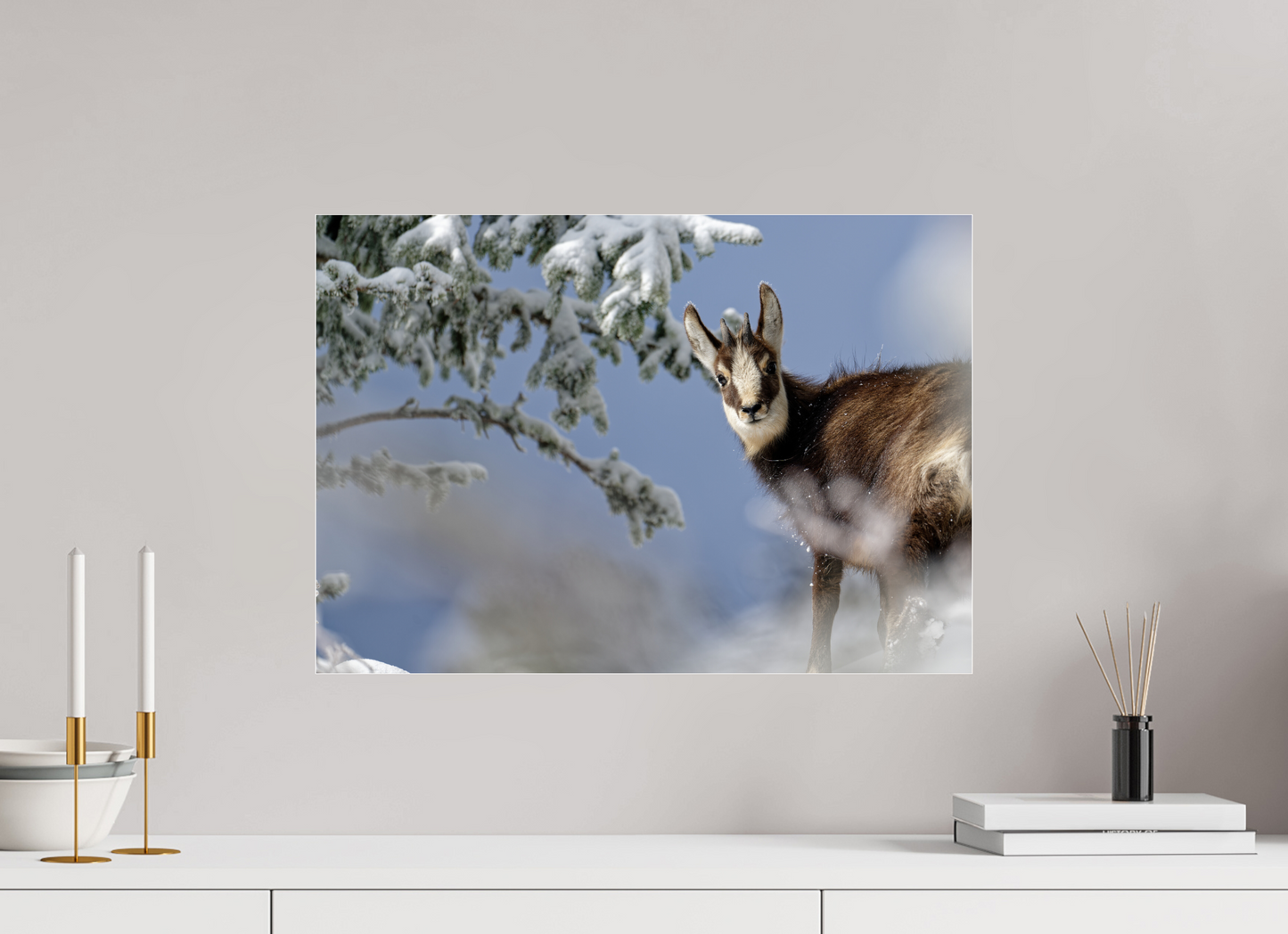 Chamois