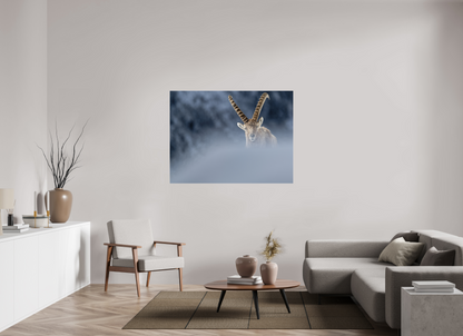 Bouquetin / Ibex