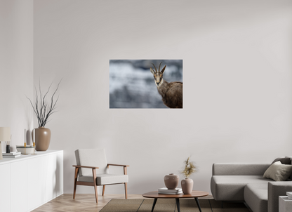 Chamois