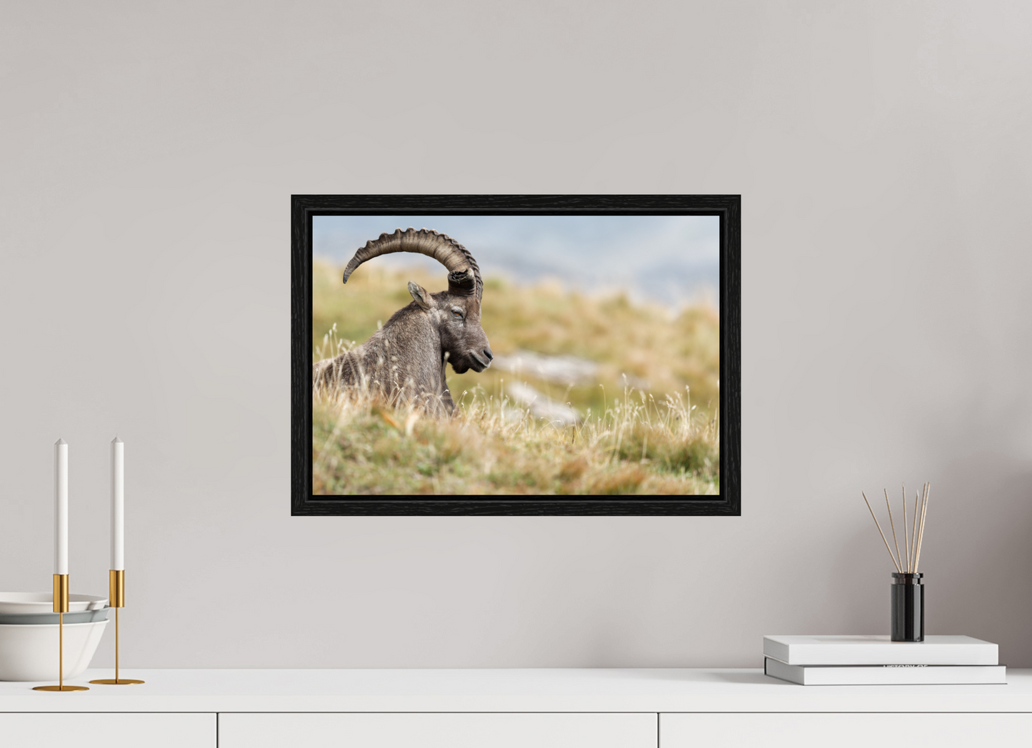 Bouquetin / Ibex