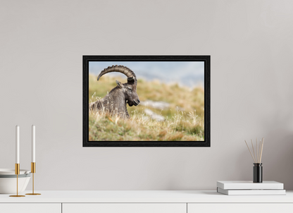 Bouquetin / Ibex