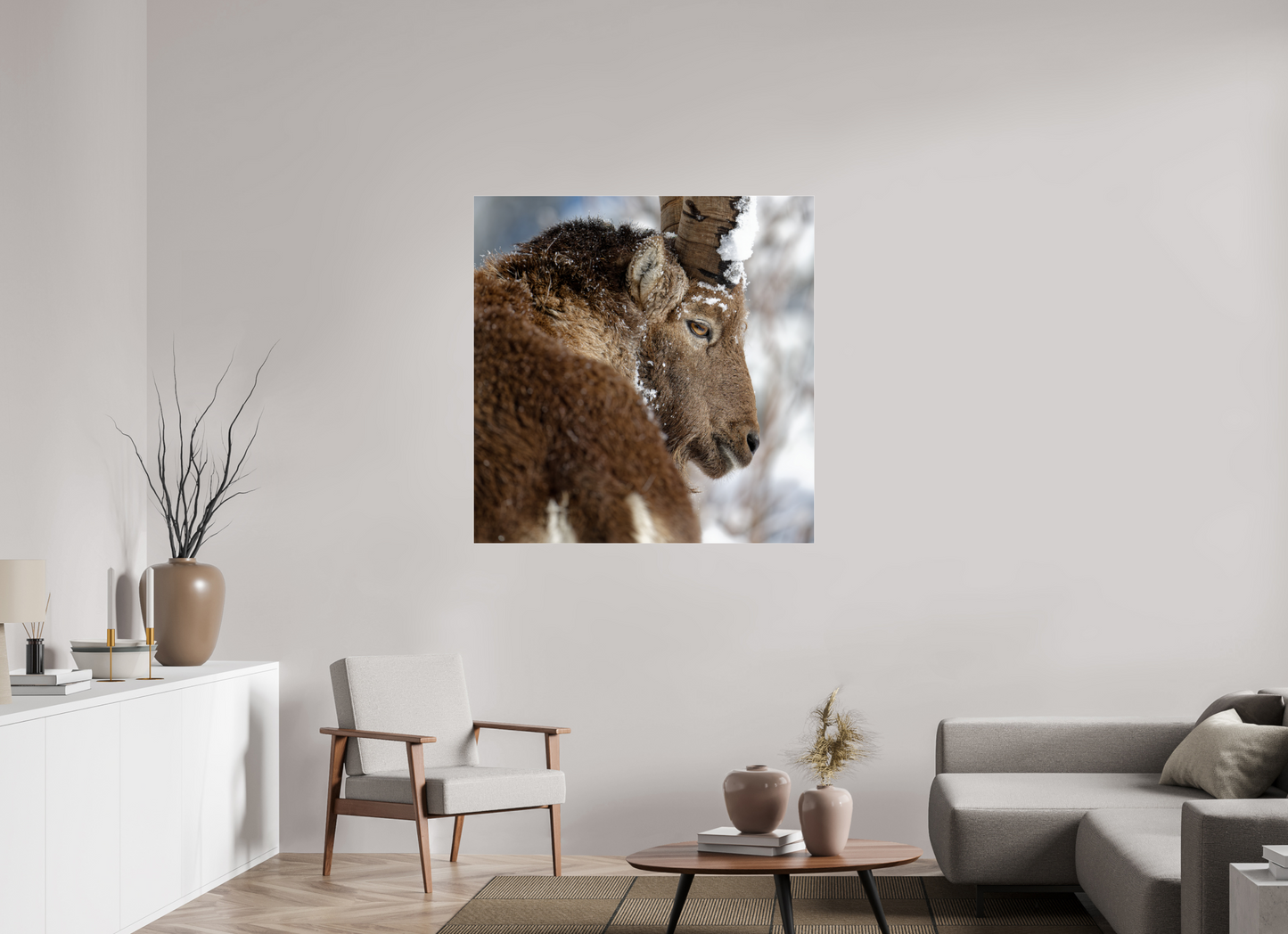 Bouquetin / Ibex