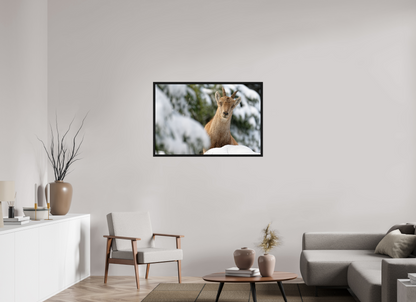 Bouquetin / Ibex