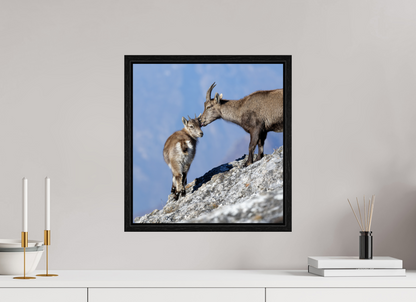 Bouquetin / Ibex