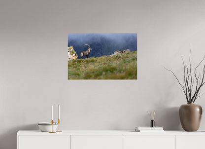 Bouquetin / Ibex