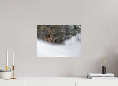 Bouquetin / Ibex